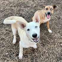 Thumbnail photo of Stone #2