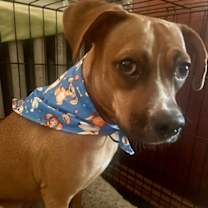 Thumbnail photo of Daisy #2