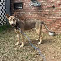 Thumbnail photo of Judy Gemstone #3