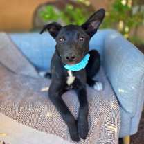 Thumbnail photo of Coral #1