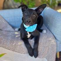 Thumbnail photo of Coral #2