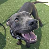 adopt-pet