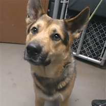 adopt-pet