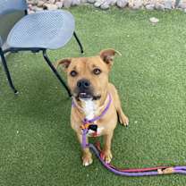 adopt-pet