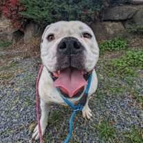 Thumbnail photo of Brotato #1