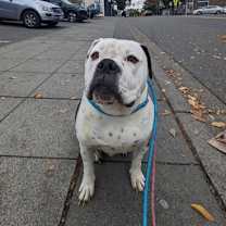 Thumbnail photo of Brotato #2