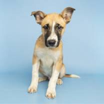 adopt-pet