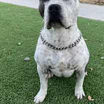 Thumbnail photo of Chief #1