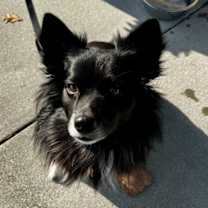 Thumbnail photo of Snoopy *Adopt or Foster* #1