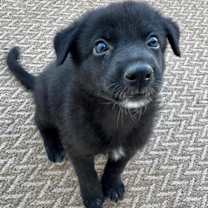 adopt-pet