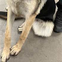adopt-pet