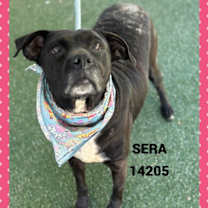 Thumbnail photo of SERA #2