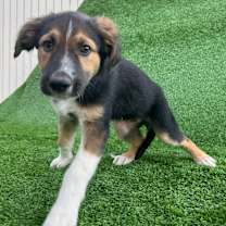 Thumbnail photo of Ivy #2