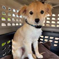 adopt-pet