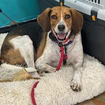 Thumbnail photo of Lucy #2