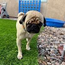 adopt-pet