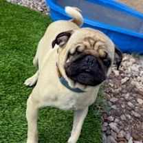 Thumbnail photo of Dewy #4