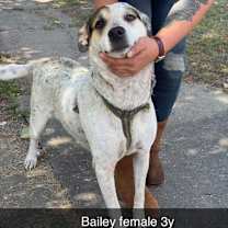 Thumbnail photo of Bailey  #2