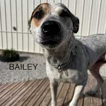 Thumbnail photo of Bailey  #3