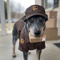 adopt-pet