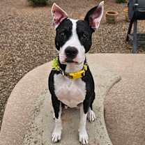 adopt-pet