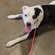 adopt-pet