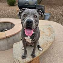 adopt-pet