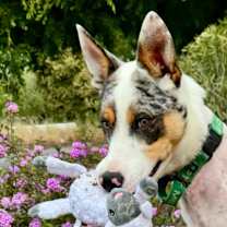 Thumbnail photo of TONY #1