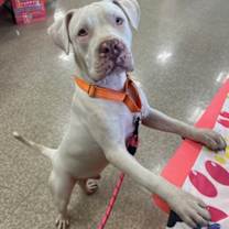 Thumbnail photo of Lilo #3