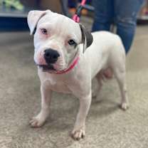 Thumbnail photo of Smudge #1