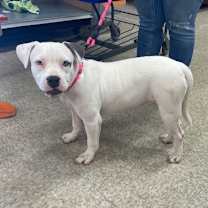 Thumbnail photo of Smudge #2