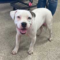 Thumbnail photo of Smudge #3