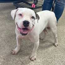 Thumbnail photo of Smudge #4