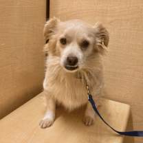 adopt-pet