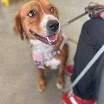 Thumbnail photo of Piper #3