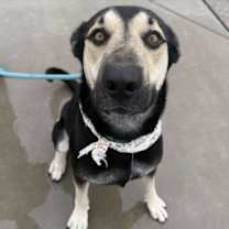adopt-pet