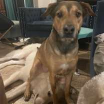 Thumbnail photo of Belle #2