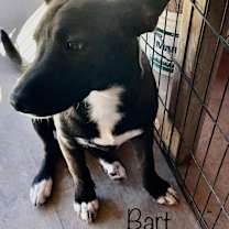 Thumbnail photo of Bart #1