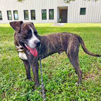 Thumbnail photo of F25 FC 449 Orion #2