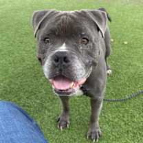 adopt-pet