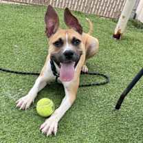 adopt-pet
