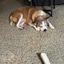 Thumbnail photo of Puff #3