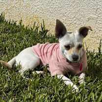 Thumbnail photo of Daisy #3