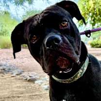 adopt-pet
