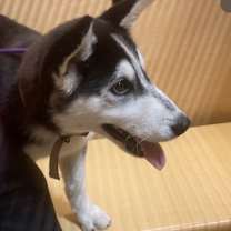 adopt-pet