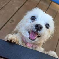 Thumbnail photo of Raspberry Cold Cream Brew #4