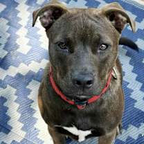 Thumbnail photo of Cupid #4