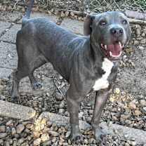 Thumbnail photo of Hagger #3