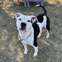 Thumbnail photo of Ares #2