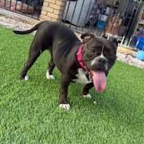 adopt-pet